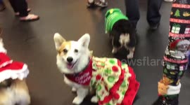 Corgi owners meets with pets for 'ugly sweater party'