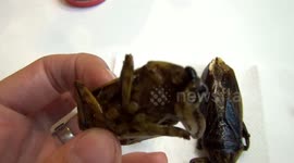 Fried Insects From A Thailand Night Market (Part 1)