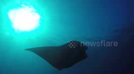 Divers encounter giant ray