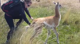 Sauvetage Guanaco - Patagonie