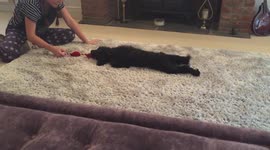 Rosie daft dog days