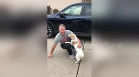 Soldier reunited with dog after six months away