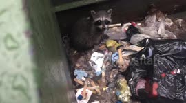 Good Samaritan rescues raccoon stuck in Starbucks dumpster