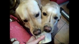 2 dogs sharing from tiny pot!!! CUTE!!!