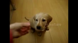 7 Week old puppy Roxie shows off her tricks!!!