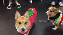 Adorable Corgi ugly sweater party