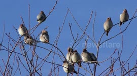 Winter migrating waxwing birds seen in Scottish highlands 5th December 2016