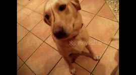 Most patient dog ever!