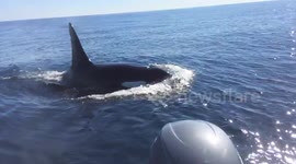 Orcas make rare appareance off Southern California