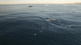 Orcas in Orange County (raw file)
