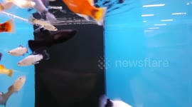 swimming fish in pet store