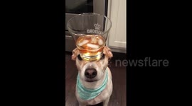 Newsflare Edit - Dog balances whiskey tumbler on his nose