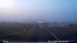 Heavy fog descends on Richmond Park, London