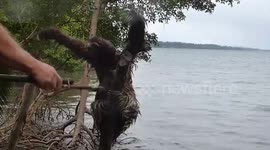 Sloth enjoys petting after sea bath