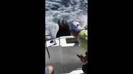 Sea lion Jumps On To The Back Of Boat