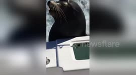 Sea lion jumps onto the back of a moving speedboat