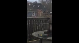 Christmas Light thief caught