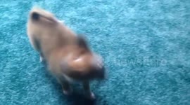 puppy makes herself dizzy chasing tail