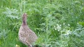Pheasant and her chicks