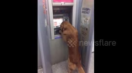 山东济南:厉害了汪星人 帮助主人从ATM机取钱