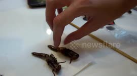 British tourists eat a selection of fried insects in Thailand