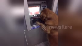 Golden retriever helps owner get money out of ATM