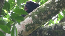 Man 'communicates' with howler monkey