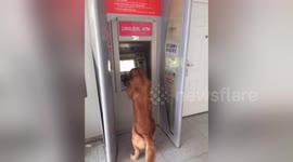 Golden retriever helps owner get money out of ATM