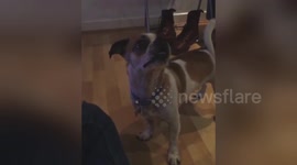 Newsflare Edit - Puppy fail
