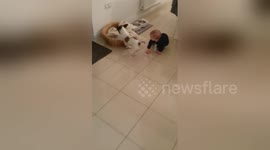 Baby plays fetch with dog