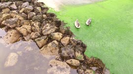 Drone footage of cute seals relaxing on the shore