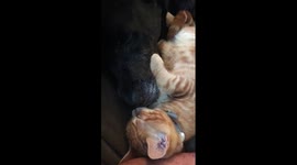 Kitten Christmas Kisses for the dog!