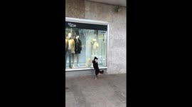 Dog confused and excited by polar bear display in shop window