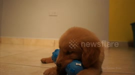 little puppy big toy