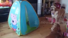 Kitten frightens dog