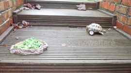 Three-legged tortoise has Lego wheel fitted
