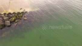 Drone Footage Of Seal Colony & Under Water Footage