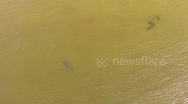 Drone camera tracks seal swimming underwater off Northern Ireland