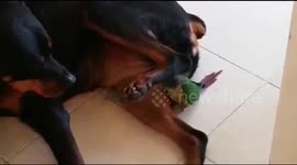 Dog and parrot are best friends