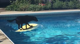 Dog plays flawless game of fetch using bodyboard