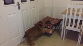 Kitten occupies dog's bed and won't move