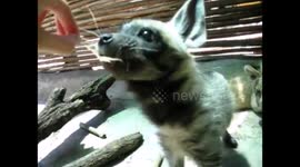Playing with an adorable orphaned hyena