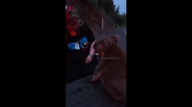 Mother and daughter rescue koala bear after hit-and-run incident on Aussie road