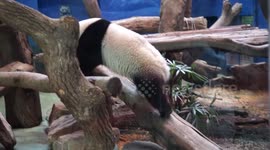 3.5 years-old Giant Panda was