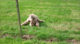 Gibbons are baffled by hedgehog