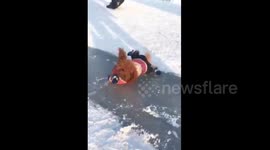 Adorable poodle loses balance on ice in China