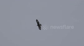 Red deer stags & juvenile Golden Eagle in highlands of Scotland winter 2016
