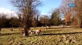 Ewe Rescued After Getting A Traffic Cone Stuck On Her Head