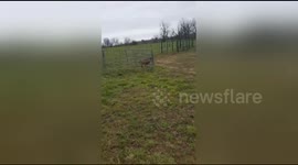 Man rescues deer stuck in fence