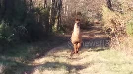 Woman encounters stay llama in French forest